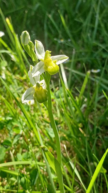 Ophrys apifera f. chlorantha  - José Miguel Martins Da Silva