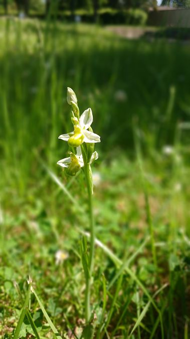 Ophrys apifera f. chlorantha  - José Miguel Martins Da Silva