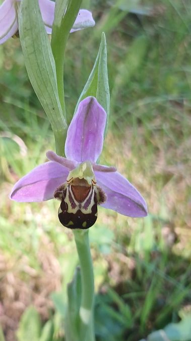 Ophrys apifera var. aurita  - José Miguel Martins Da Silva