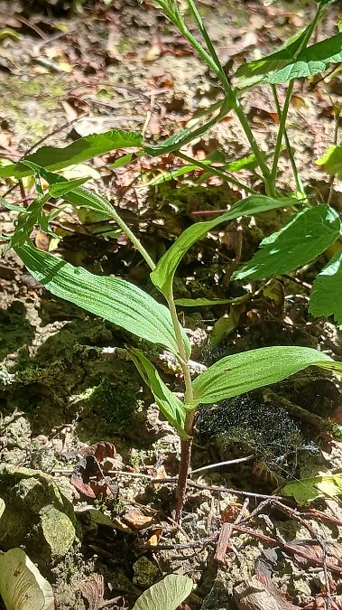 Epipactis helleborine var. minor  - José Miguel Martins Da Silva