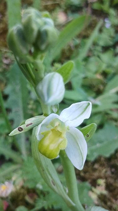 Ophrys apifera f. chlorantha  - José Miguel Martins Da Silva