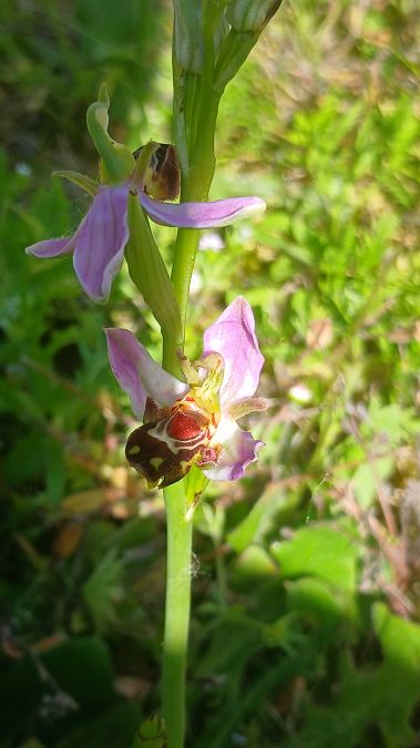 Ophrys apifera var. aurita  - José Miguel Martins Da Silva