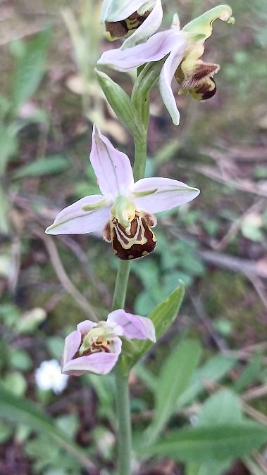 Ophrys apifera var. aurita  - José Miguel Martins Da Silva