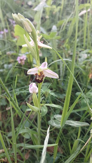 Ophrys apifera var. aurita  - José Miguel Martins Da Silva