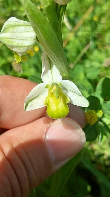 Ophrys apifera f. chlorantha  - José Miguel Martins Da Silva