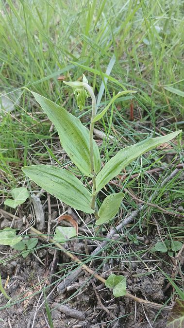 Epipactis helleborine var. minor  - José Miguel Martins Da Silva