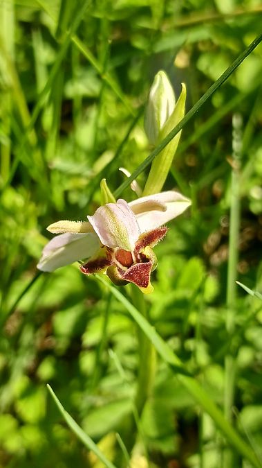 Ophrys apifera var. aurita  - José Miguel Martins Da Silva