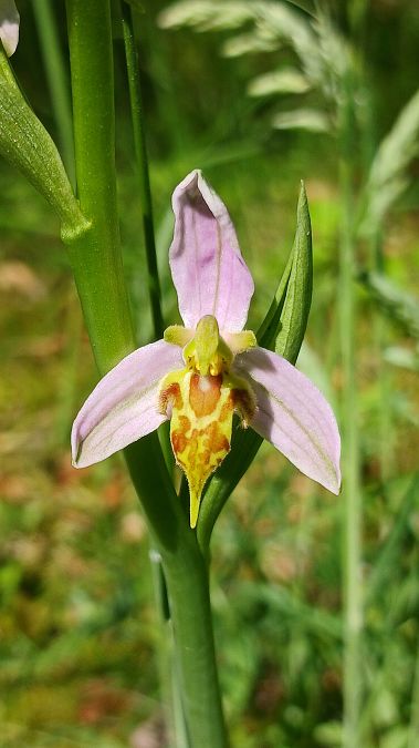 Ophrys apifera var. trollii  - José Miguel Martins Da Silva