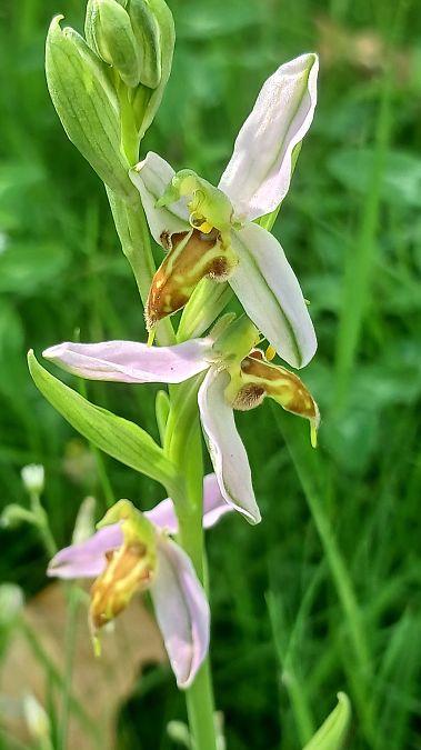 Ophrys apifera var. trollii  - José Miguel Martins Da Silva