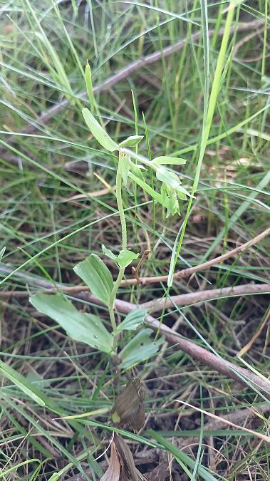 Epipactis helleborine var. minor  - José Miguel Martins Da Silva