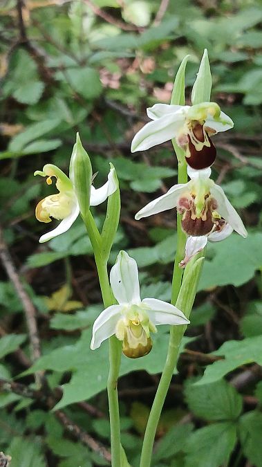 Ophrys apifera f. flavescens  - José Miguel Martins Da Silva