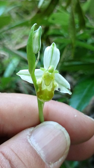 Ophrys apifera f. flavescens  - José Miguel Martins Da Silva