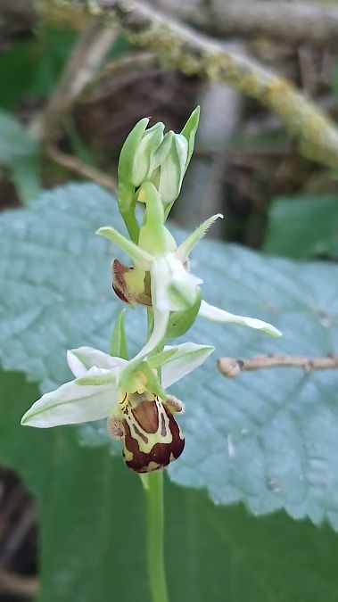 Ophrys apifera var. aurita  - José Miguel Martins Da Silva