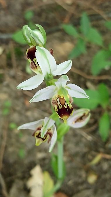 Ophrys apifera var. curviflora  - José Miguel Martins Da Silva