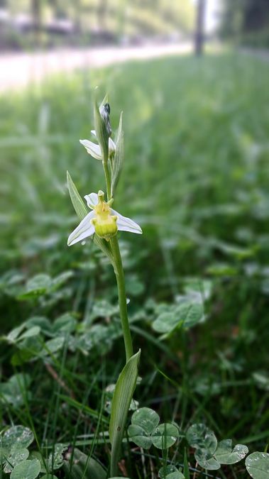 Ophrys apifera f. chlorantha  - José Miguel Martins Da Silva