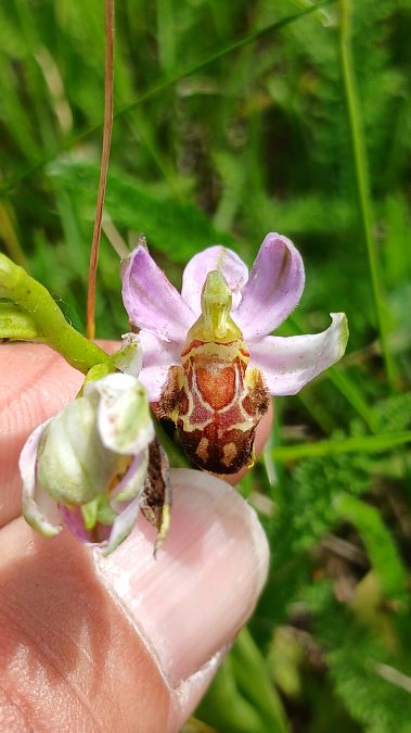 Ophrys apifera var. badensis  - José Miguel Martins Da Silva