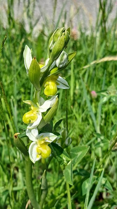 Ophrys apifera f. chlorantha  - José Miguel Martins Da Silva