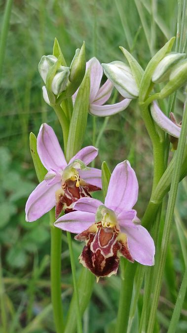 Ophrys apifera var. friburgensis  - José Miguel Martins Da Silva