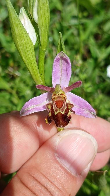 Ophrys apifera var. aurita  - José Miguel Martins Da Silva