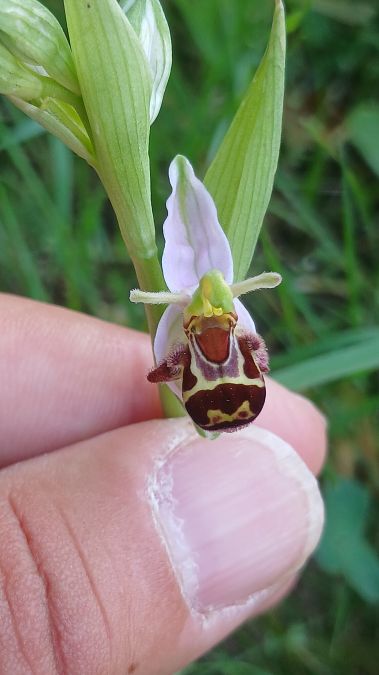 Ophrys apifera var. aurita  - José Miguel Martins Da Silva
