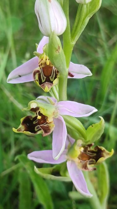 Ophrys apifera var. curviflora  - José Miguel Martins Da Silva