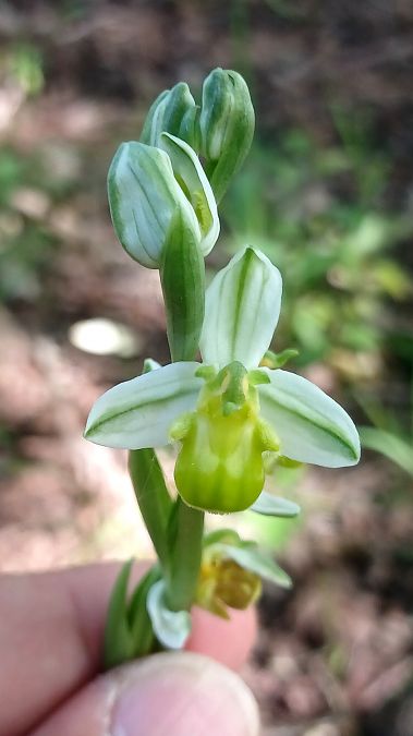 Ophrys apifera f. chlorantha  - José Miguel Martins Da Silva