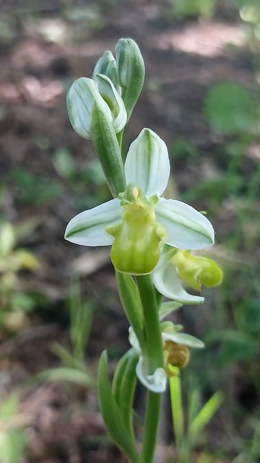 Ophrys apifera f. chlorantha  - José Miguel Martins Da Silva