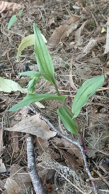 Epipactis helleborine var. minor  - José Miguel Martins Da Silva