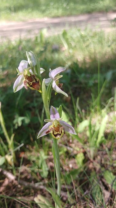 Ophrys apifera var. aurita  - José Miguel Martins Da Silva