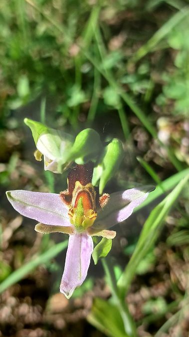 Ophrys apifera var. aurita  - José Miguel Martins Da Silva