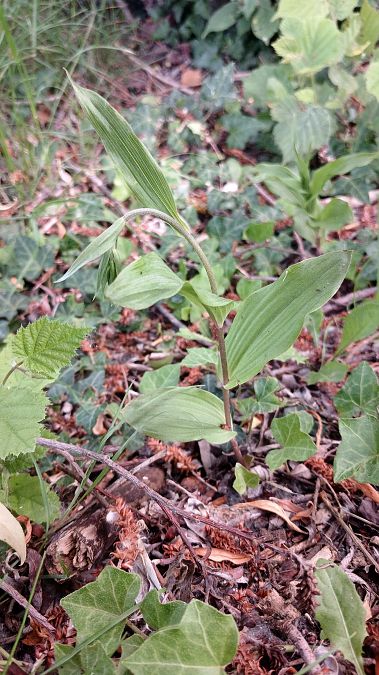 Epipactis helleborine var. minor  - José Miguel Martins Da Silva