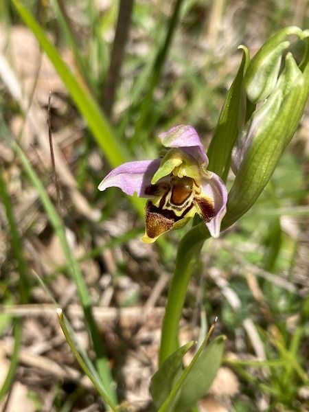 Ophrys apifera var. curviflora  - Joëlle Girardeau