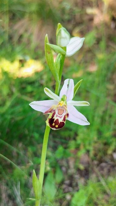 Ophrys apifera var. aurita 