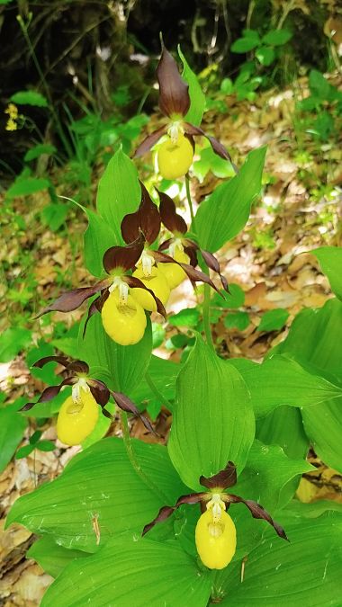 Cypripedium calceolus 