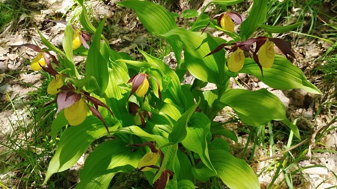 Cypripedium calceolus 