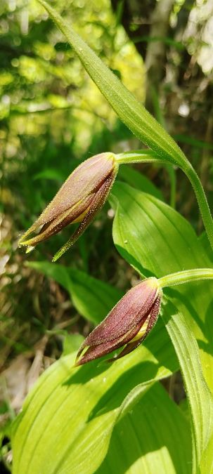 Cypripedium calceolus 