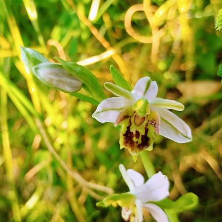 Ophrys apifera var. curviflora 