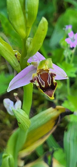 Ophrys apifera var. curviflora  - Fabien Ravenet