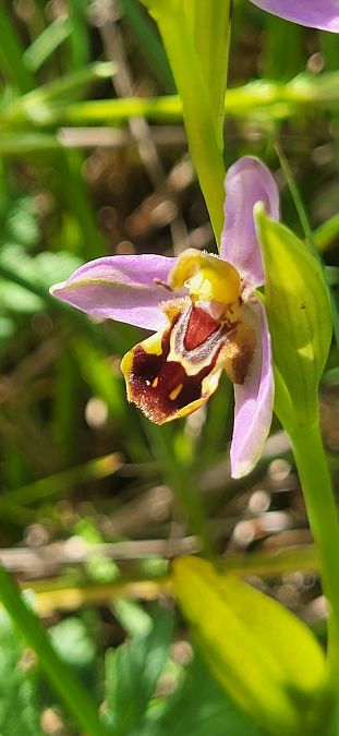 Ophrys apifera var. curviflora  - Fabien Ravenet