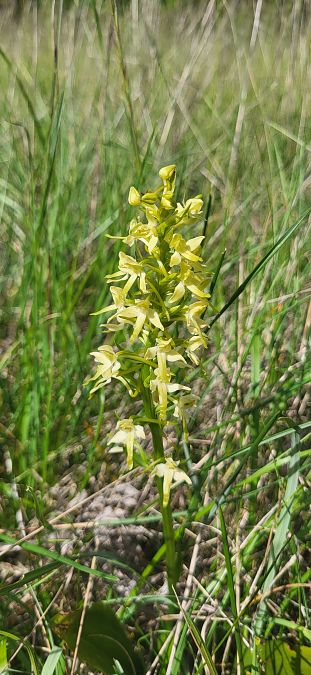 Platanthera bifolia  - Fabien Ravenet