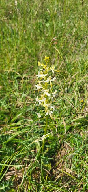 Platanthera bifolia  - Fabien Ravenet