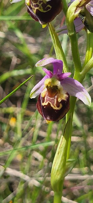 Ophrys fuciflora  - Fabien Ravenet