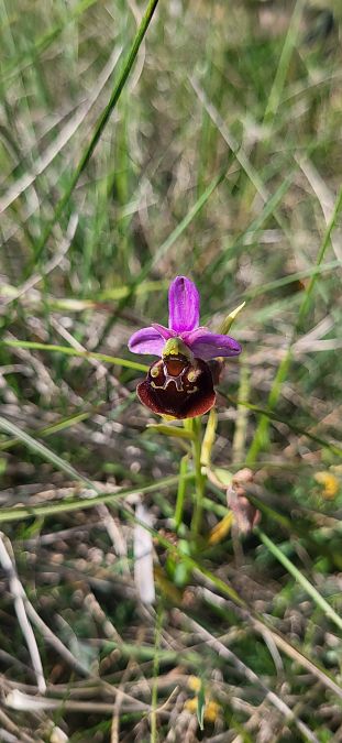 Ophrys fuciflora  - Fabien Ravenet