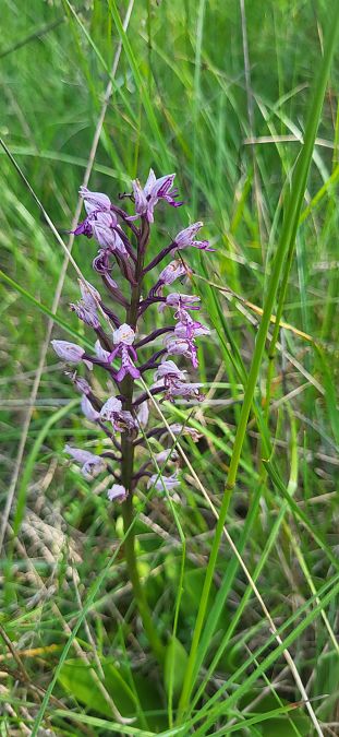 Orchis militaris  - Fabien Ravenet