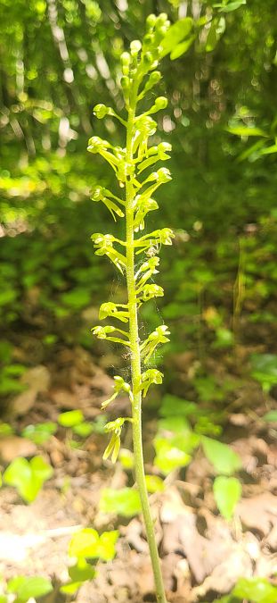 Neottia ovata  - Fabien Ravenet