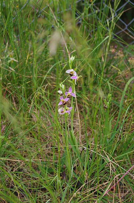 Ophrys apifera var. aurita  - Vianney Homerin