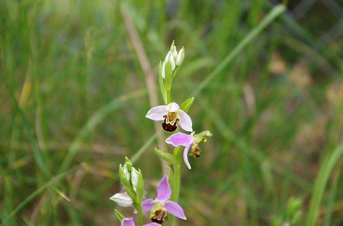 Ophrys apifera var. aurita  - Vianney Homerin