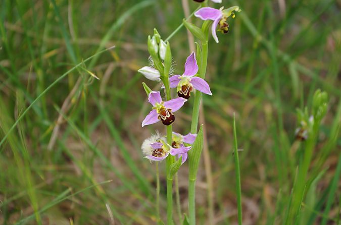 Ophrys apifera var. aurita  - Vianney Homerin