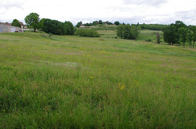 Anacamptis pyramidalis  - Vianney Homerin
