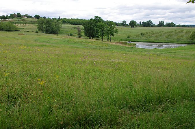 Anacamptis pyramidalis  - Vianney Homerin